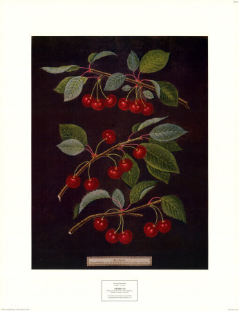 Cherries Ii by George Brookshaw Pricing Limited Edition Print image