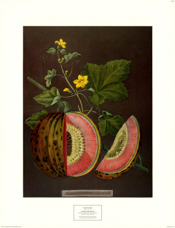 Cantaloupe Melon by George Brookshaw Pricing Limited Edition Print image