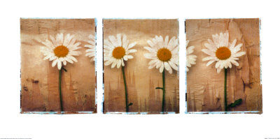 Daisies by Deborah Schenck Pricing Limited Edition Print image