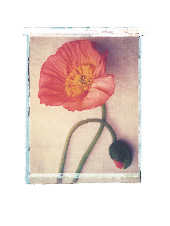 Poppy by Deborah Schenck Pricing Limited Edition Print image