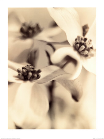 Dogwood, 1996 by Sandi Fellman Pricing Limited Edition Print image