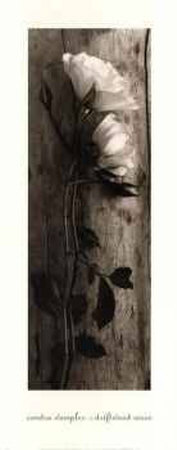 Driftwood Roses by Sondra Wampler Pricing Limited Edition Print image