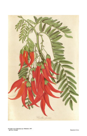 Parrot's Bill, Clianthus Puniceus by Joseph Paxton Pricing Limited Edition Print image