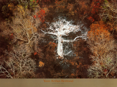 Cendres D'un Arbre by Yann Arthus-Bertrand Pricing Limited Edition Print image