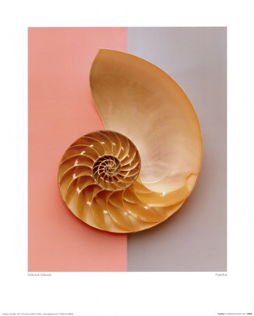 Nautilus by Deborah Schenck Pricing Limited Edition Print image