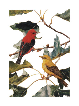 Scarlet Tanager by Patricia Savage Pricing Limited Edition Print image