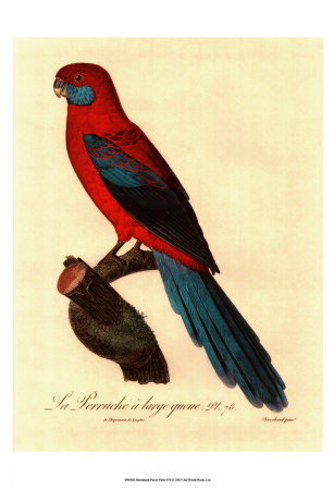 Barraband Parrot No. 78 by Jacques Barraband Pricing Limited Edition Print image