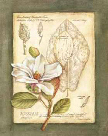 Magnolia Conspicua by Tina Chaden Pricing Limited Edition Print image