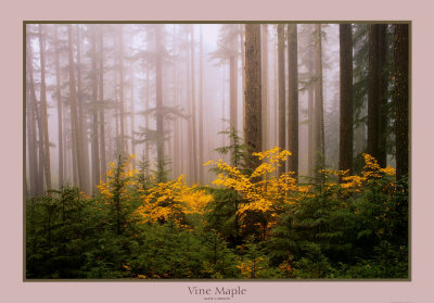 Vine Maple by David Schultz Pricing Limited Edition Print image