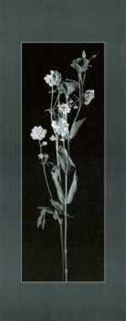 Queen Anne's Lace by Alfred Gockel Pricing Limited Edition Print image