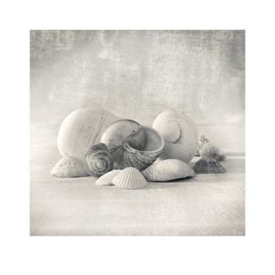 Still Life Of Shells Ii by Ian Winstanley Pricing Limited Edition Print image