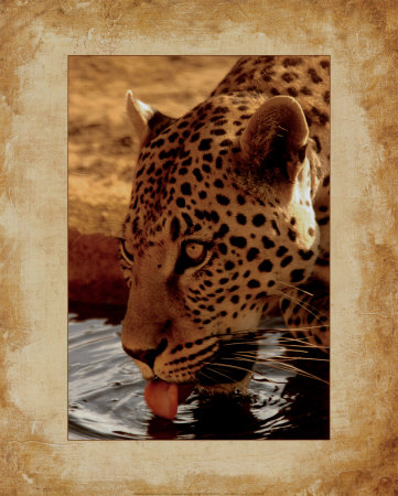 Leopard by Keith Levit Pricing Limited Edition Print image