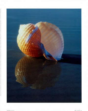 Tun Shell by Ruth Burke Pricing Limited Edition Print image