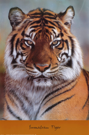 Sumatran Tiger Portrait by Tom & Pat Leeson Pricing Limited Edition Print image