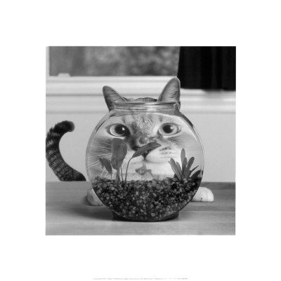 Cat Fish by Cydney Conger Pricing Limited Edition Print image