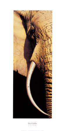 Tusk by Ridder Pricing Limited Edition Print image
