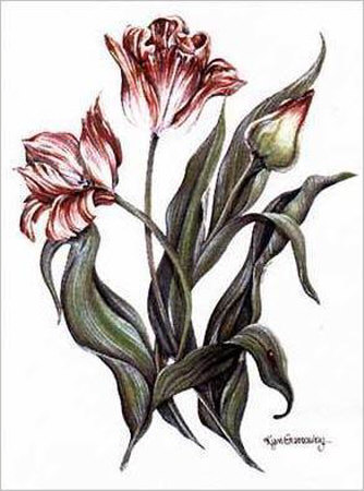 Spring Tulip by Kym Garraway Pricing Limited Edition Print image