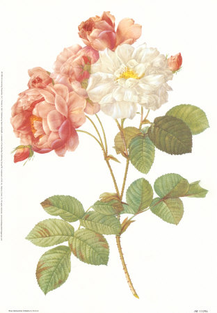 Rosa Damascena Celsiana by Pierre-Joseph Redoute Pricing Limited Edition Print image