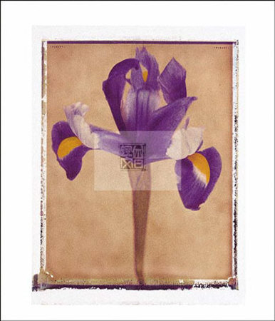 Iris by Scott Morrish Pricing Limited Edition Print image