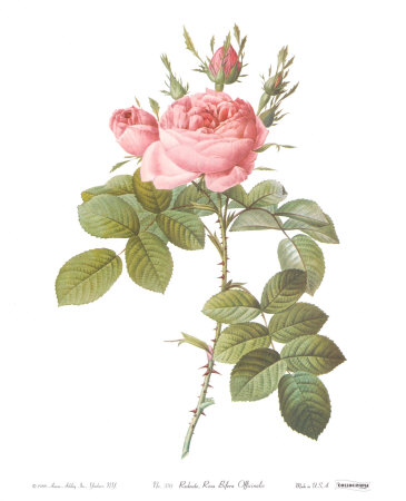 Rosa Bifera Officinalis by Pierre-Joseph Redouté Pricing Limited Edition Print image