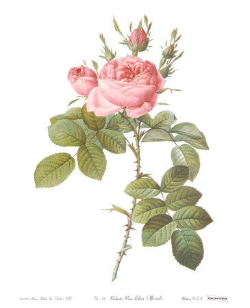 Rosa Bifera Officinalis by Pierre-Joseph Redoute Pricing Limited Edition Print image