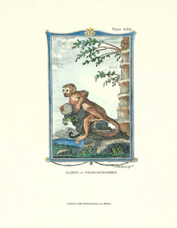 Monkey, Samiri by Thomas Bell Pricing Limited Edition Print image