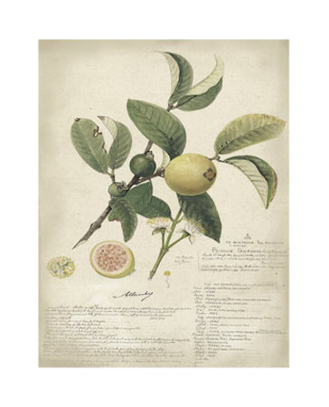 Descube Botanical I by A. Descube Pricing Limited Edition Print image