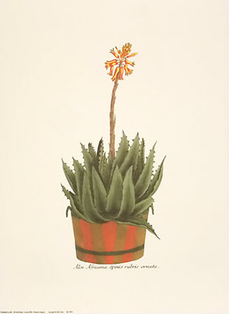 Flowered Cacti In A Striped Pot by Johann Wilhelm Weinmann Pricing Limited Edition Print image