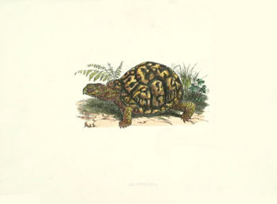 Box Tortoise by Bill Coleman Pricing Limited Edition Print image
