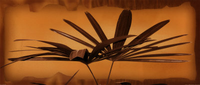 Sepia Palms Ii by Thomas Kalwa Pricing Limited Edition Print image