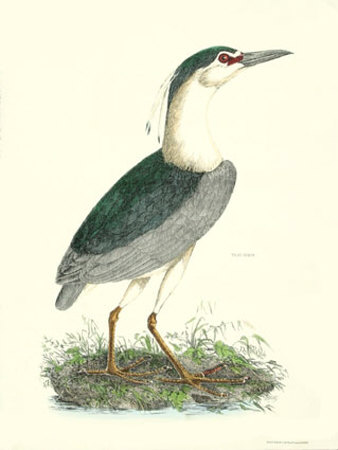 Common Night Heron by Prideaux John Selby Pricing Limited Edition Print image