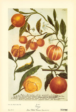 Oranges by Johann Wilhelm Weinmann Pricing Limited Edition Print image