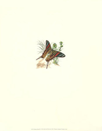 Slaonus Butterfly by William Henry Pearson Pricing Limited Edition Print image