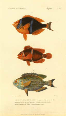 Poissons, Plate 32 by Georges Cuvier Pricing Limited Edition Print image