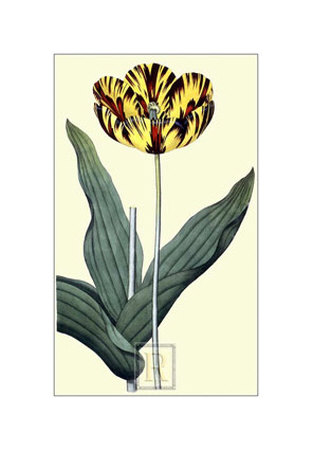 Castrum Dolores Tulip by James Sowerby Pricing Limited Edition Print image