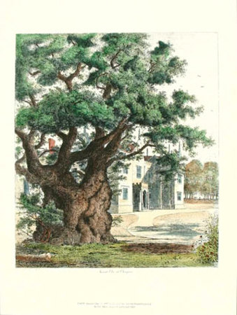 Ancient Elm by Jacob George Strutt Pricing Limited Edition Print image