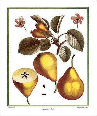 Pears by Henri Du Monceau Pricing Limited Edition Print image