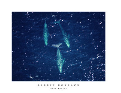 Grey Whales by Barrie Rokeach Pricing Limited Edition Print image