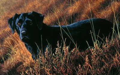 Good Companion I, Black Lab by Jeremy Paul Pricing Limited Edition Print image