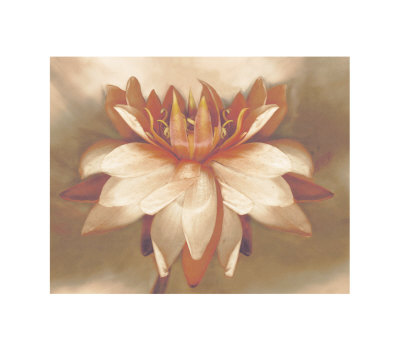 Waterlily by Betsy Cameron Pricing Limited Edition Print image