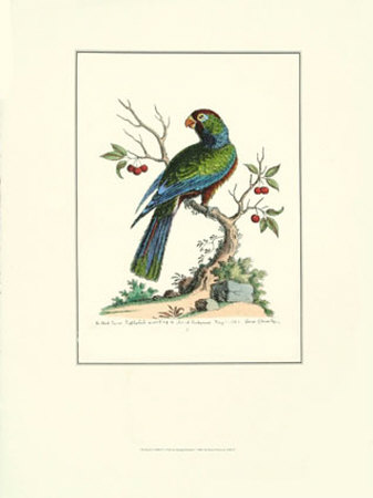 The Black Parrot by George Edwards Pricing Limited Edition Print image