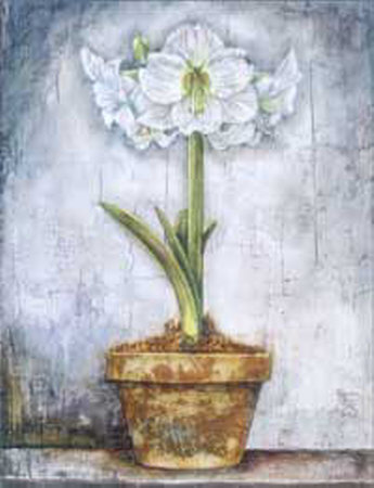 Amaryllis On Blue by Tina Chaden Pricing Limited Edition Print image
