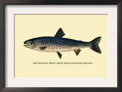 The Rangeley Trout by H.H. Leonard Pricing Limited Edition Print image