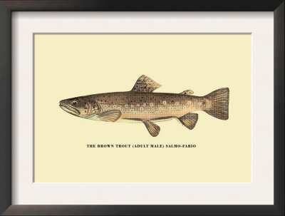 The Brown Trout by H.H. Leonard Pricing Limited Edition Print image