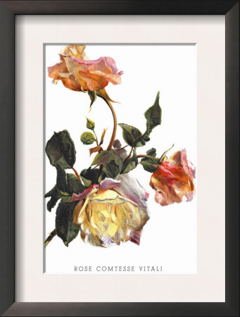 Rose Comtesse Vitali by H.G. Moon Pricing Limited Edition Print image