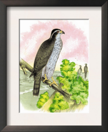The Black-Cap Hawk by Theodore Jasper Pricing Limited Edition Print image