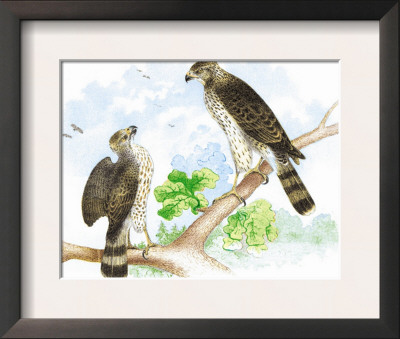 Sharp Skinned Hawk With Broad Wing Hawk by Theodore Jasper Pricing Limited Edition Print image