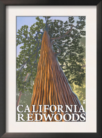 California Redwoods - Looking Up Tree, C.2009 by Lantern Press Pricing Limited Edition Print image
