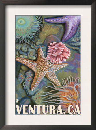Ventura, California - Tidepool, C.2009 by Lantern Press Pricing Limited Edition Print image