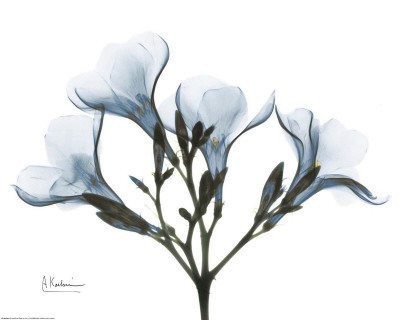Blue Oleander by Albert Koetsier Pricing Limited Edition Print image